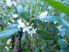 Myoporum