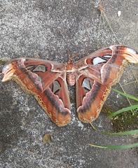 Attacus