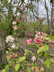 Crataegus mollis
