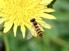 Sphaerophoria macrogaster