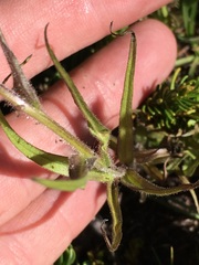 Castilleja peirsonii