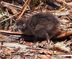 Gallirallus australis australis