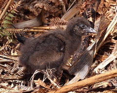 Gallirallus australis australis