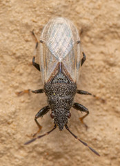 Oxycarenus hyalinipennis