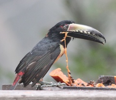 Pteroglossus torquatus