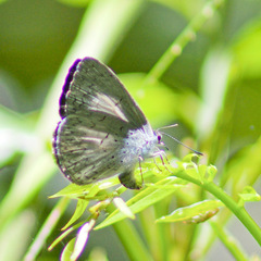 Eirmocides absimilis