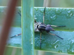 Therevidae