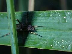 Therevidae