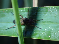 Therevidae
