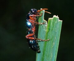 Diamma bicolor