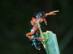 Diamma bicolor