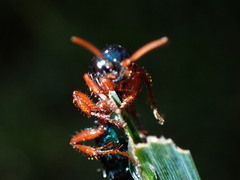 Diamma bicolor