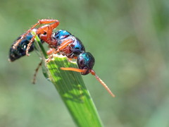 Diamma bicolor
