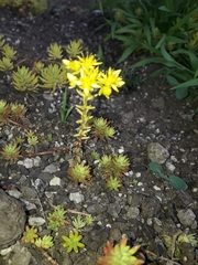 Sedum mexicanum