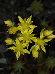 Sedum mexicanum