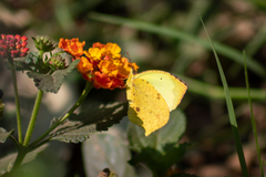 Abaeis salome jamapa