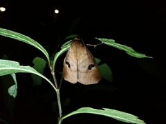 Thyas coronata