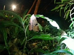 Thyas coronata