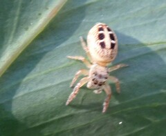 Opisthoncus sexmaculatus