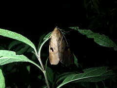 Thyas coronata