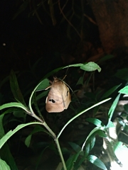 Thyas coronata