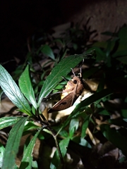 Thyas coronata