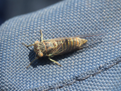 Atrapsalta corticina