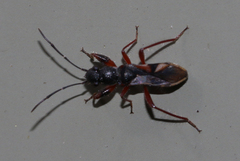 Daerlac cephalotes