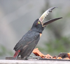 Pteroglossus torquatus