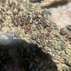 Lecanora sierrae