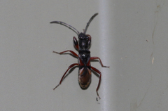 Daerlac cephalotes
