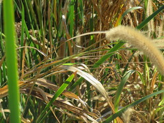 Setaria magna