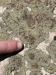 Lecanora sierrae