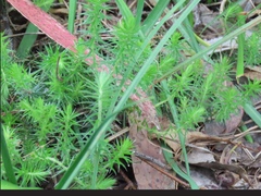 Acrotriche serrulata