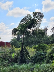 Caryota