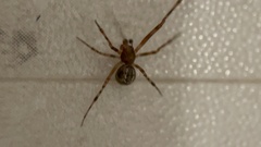 Araneoidea