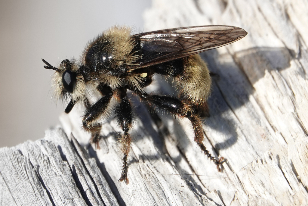 Two-toned Laphria