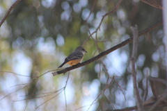 Pyrocephalus rubinus