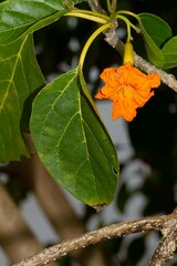 Cordia subcordata