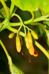 Cordia subcordata