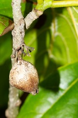 Cordia subcordata