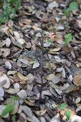 Epipactis microphylla