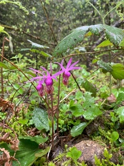 Calypso bulbosa occidentalis