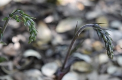 Epipactis microphylla