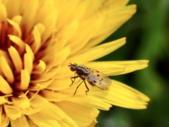 Anthomyia punctipennis