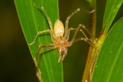 Cheiracanthiidae