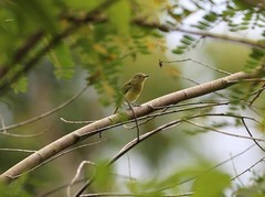 Phylloscartes beckeri