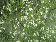 Prostanthera nivea