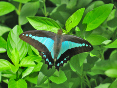 Graphium choredon