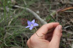Wahlenbergia